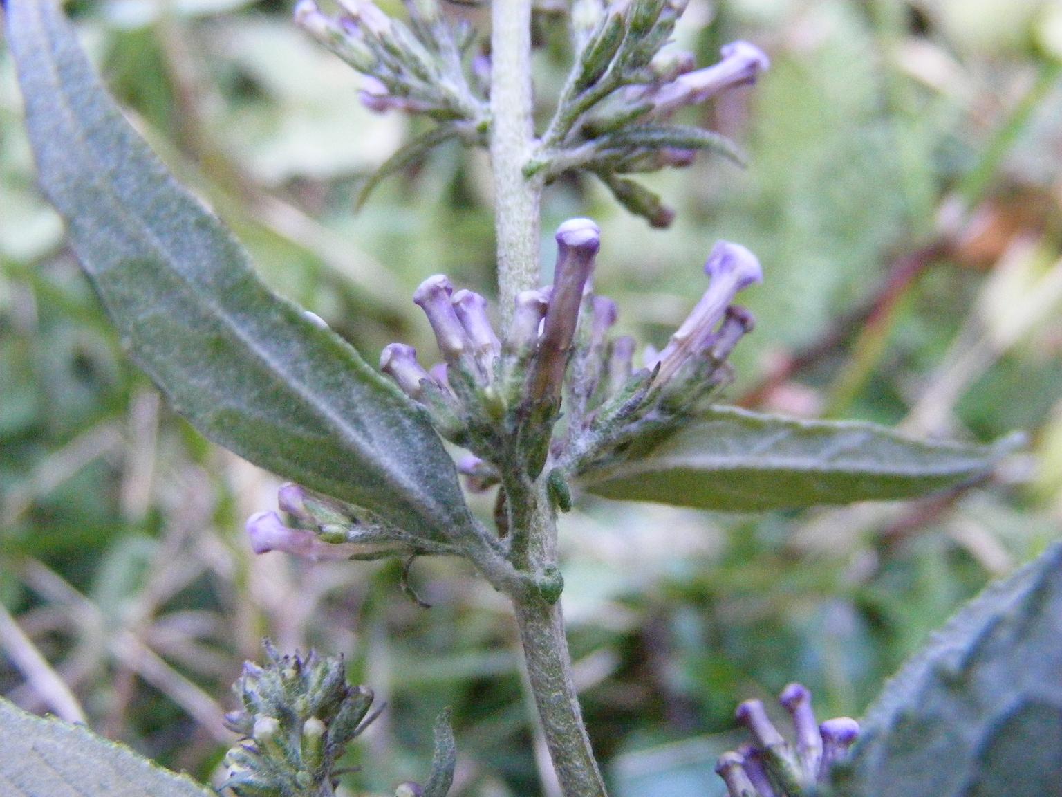 Buddleja davidii